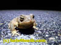 /home//u458753944/public_html/sourcegallery//Roxborough Toad Detour/2022/2022-03-07/P3070835.JPG